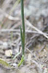 Nodding lady's tresses